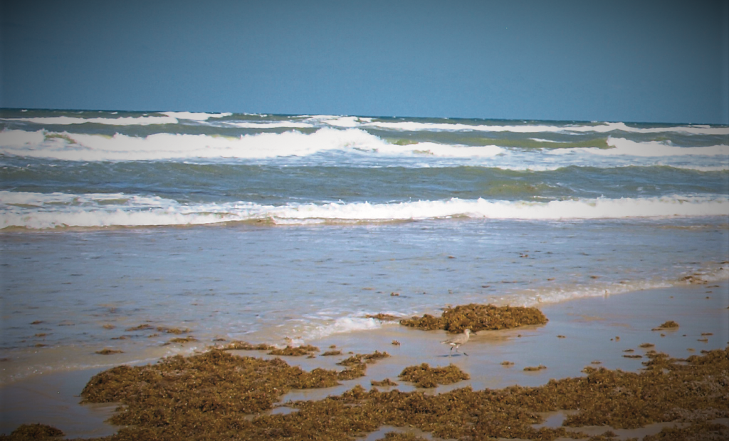 Ocean Beach Scene with Seaweed