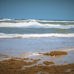 Ocean Beach Scene with Seaweed