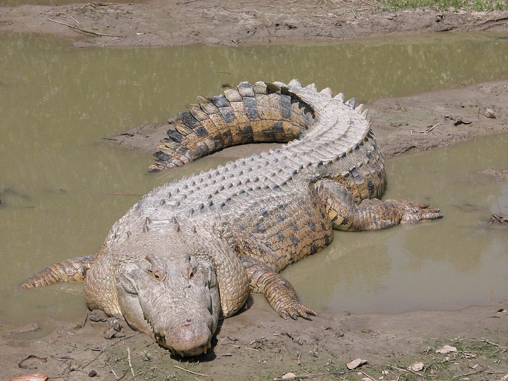 White Alligator on sand